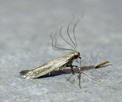 Caloptilia hypericella