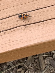 Oncopeltus fasciatus