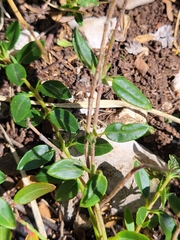 Helianthemum