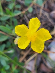 Helianthemum