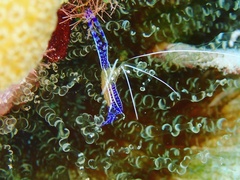 Ancylomenes pedersoni