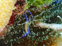 Ancylomenes pedersoni