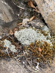 Xanthoparmelia cumberlandia