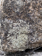 Protoparmeliopsis muralis