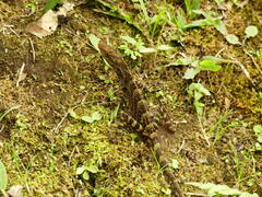 Anolis aequatorialis