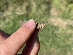 Trimerotropis maritima