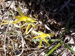 Sternbergia colchiciflora