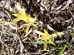Sternbergia colchiciflora