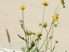 Verbesina encelioides