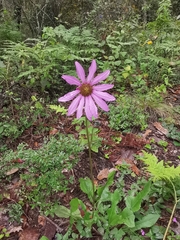 Iostephane heterophylla