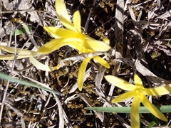 Sternbergia colchiciflora