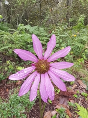 Iostephane heterophylla