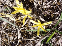 Sternbergia colchiciflora