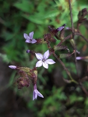 Plumbago pulchella