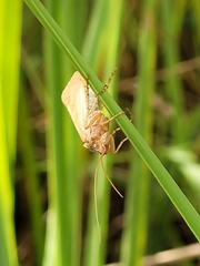 Limnephilus lunatus