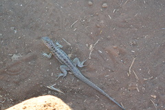Microlophus albemarlensis