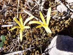 Sternbergia colchiciflora