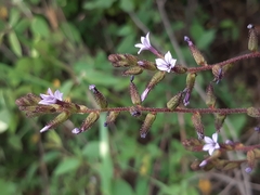 Plumbago pulchella