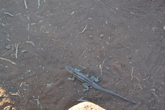 Microlophus albemarlensis