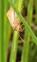 Limnephilus lunatus