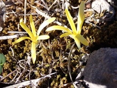 Sternbergia colchiciflora