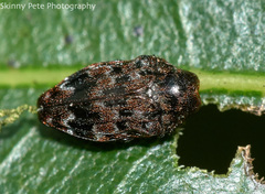 Brachys ovatus