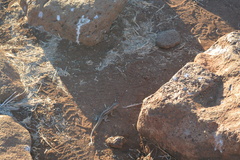 Microlophus albemarlensis