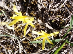Sternbergia colchiciflora