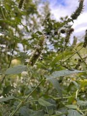 Agastache scrophulariifolia