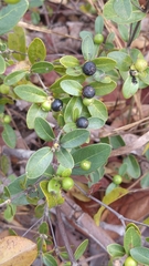 Cordiera elliptica
