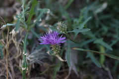Centaurea aspera