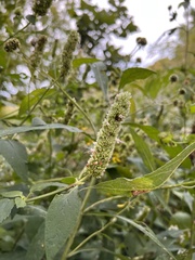 Agastache scrophulariifolia