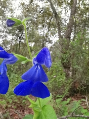 Salvia patens