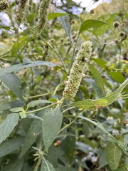 Agastache scrophulariifolia