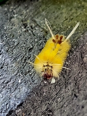 Phaegopterina
