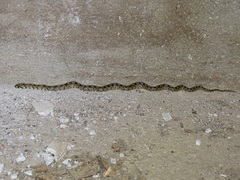 Zamenis scalaris