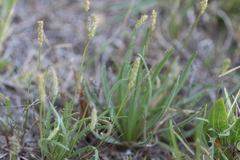 Plantago coronopus