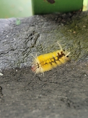 Phaegopterina