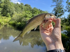 Semotilus corporalis