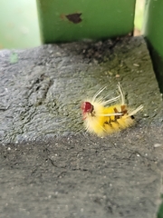 Phaegopterina