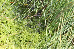 Somatochlora arctica