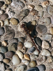 Sympetrum vulgatum