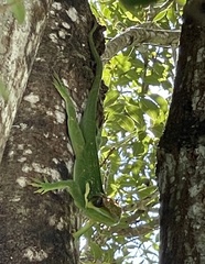 Anolis equestris