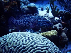 Cephalopholis cruentata