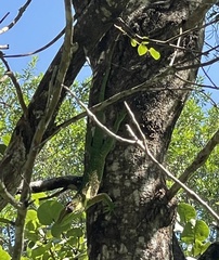 Anolis equestris
