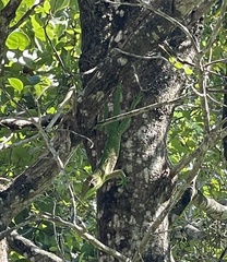 Anolis equestris