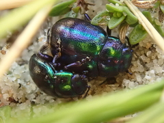 Chrysolina cerealis