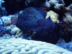 Cephalopholis cruentata