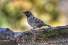 Prunella modularis occidentalis