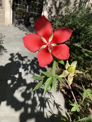 Hibiscus coccineus